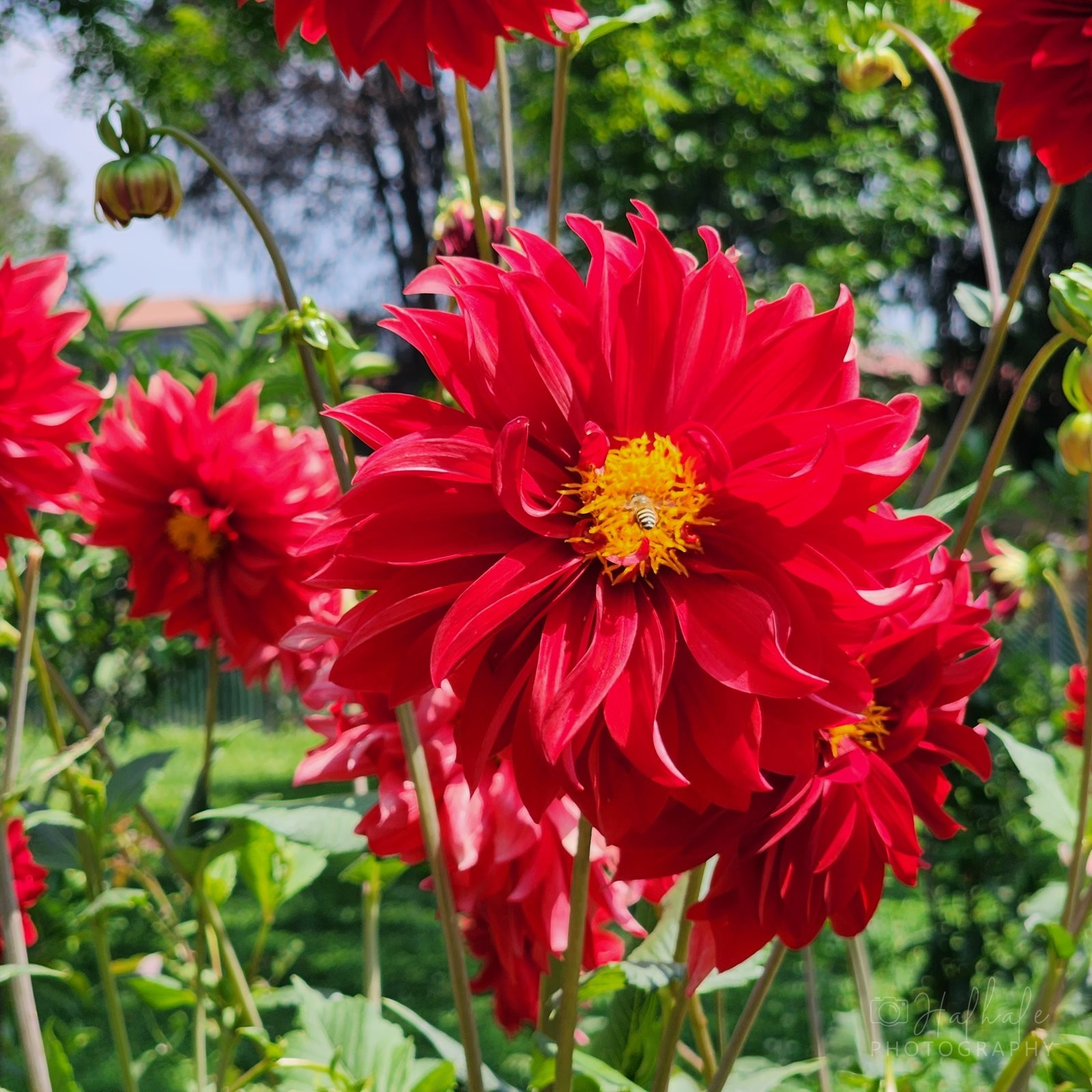 Flowers